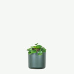 plants ecommerce product featured img 12