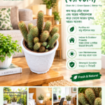 cactus (ক্যাকটাস)