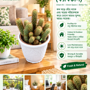 cactus (ক্যাকটাস)