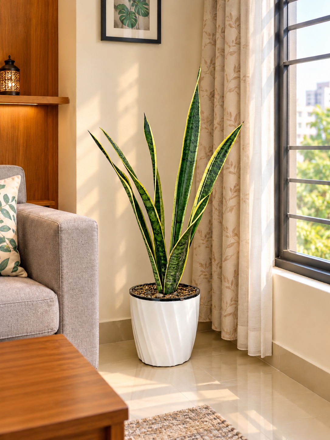 snake plant (স্নেক প্ল্যান্ট) indoor plant snake plant (স্নেক প্ল্যান্ট) indoor plant