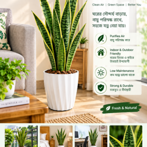 Snake Plant Indoor Air Purifier Plant