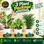 3 plant package (aglaonema, money plant & parlour palm)