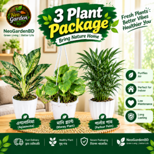 3 plant package (aglaonema, money plant & parlour palm)