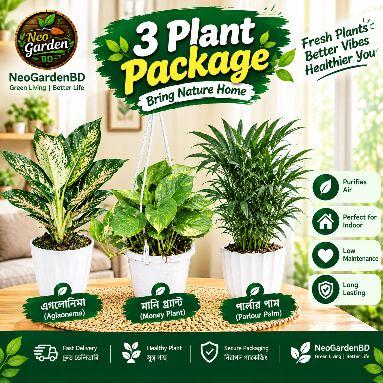 3 plant package (aglaonema, money plant & parlour palm) 3 plant package (aglaonema, money plant & parlour palm)