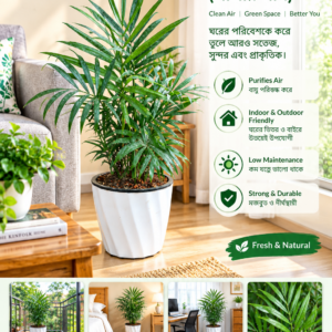 indoor plant parlor palm (পার্লার পাম)