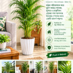 areca palm ইনডোর প্ল্যান্ট