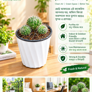 round cactus (রাউন্ড ক্যাকটাস)