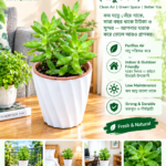 succulent plant (সাকুলেন্ট)