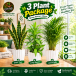 3 plant combo package (snake plant, lucky bamboo & areca palm)