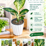 aglaonema (অ্যাগুলোনেমা)