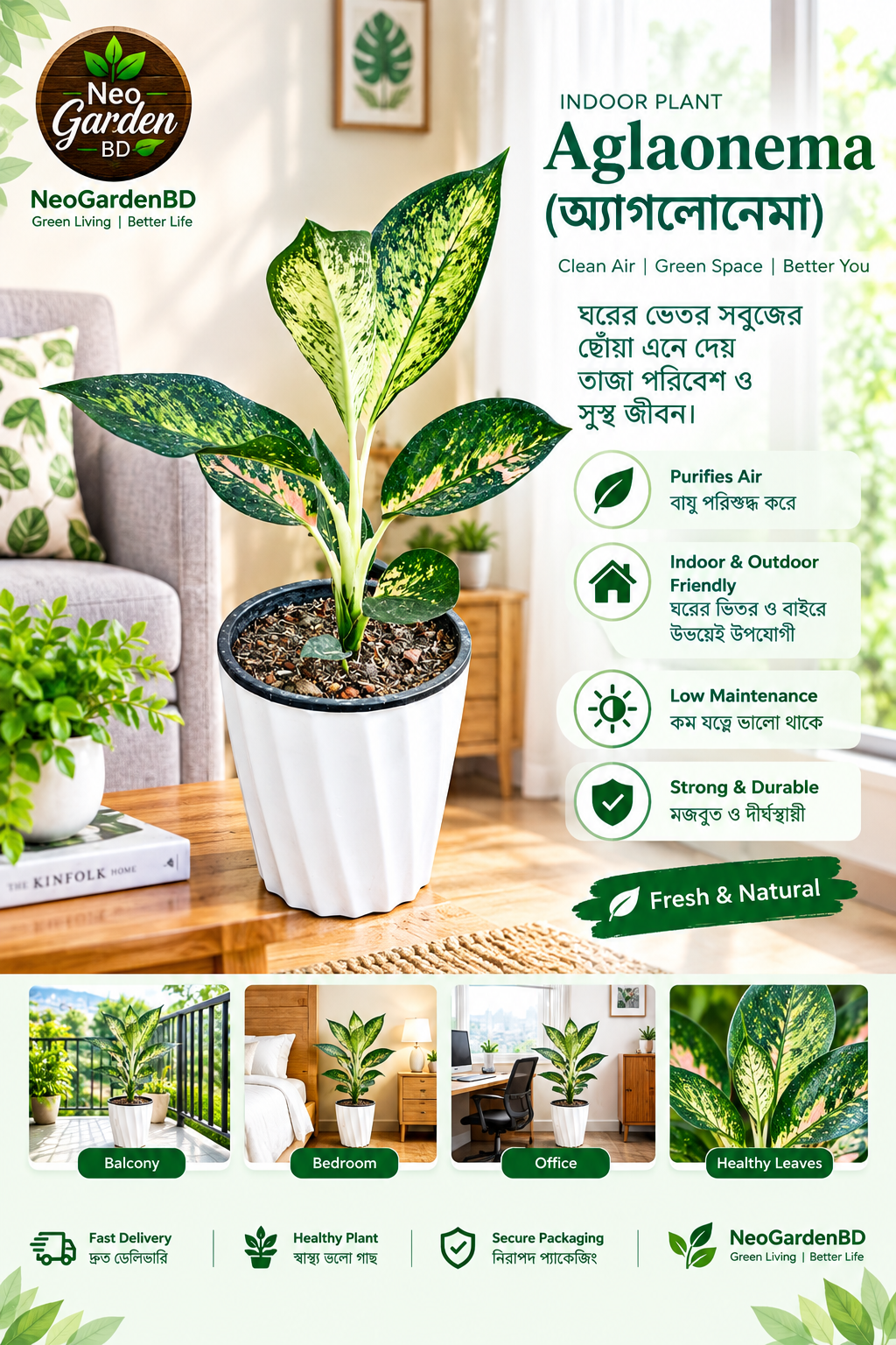aglaonema (অ্যাগুলোনেমা) aglaonema (অ্যাগুলোনেমা)