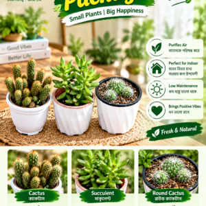 3 plant combo package ক্যাকটাস ও সাকুলেন্ট ইনডোর কম্বো প্যাক