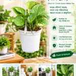 hanging plant money plant (মানি প্ল্যান্ট)