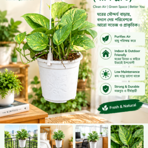 hanging plant money plant (মানি প্ল্যান্ট)